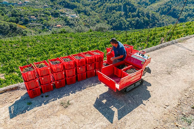 produttori di rossese