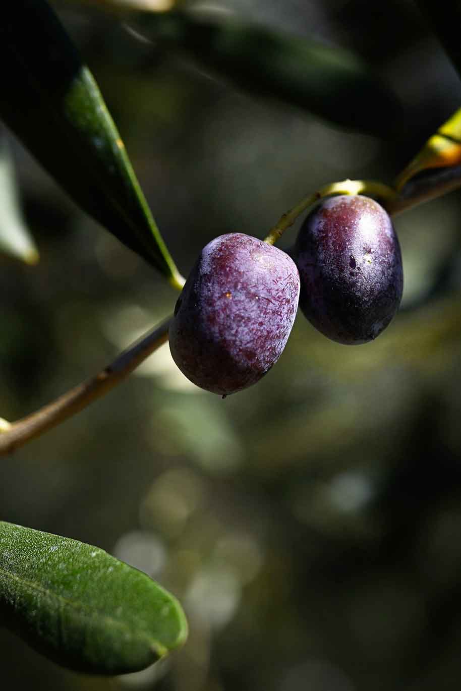 olive taggiasche maixei